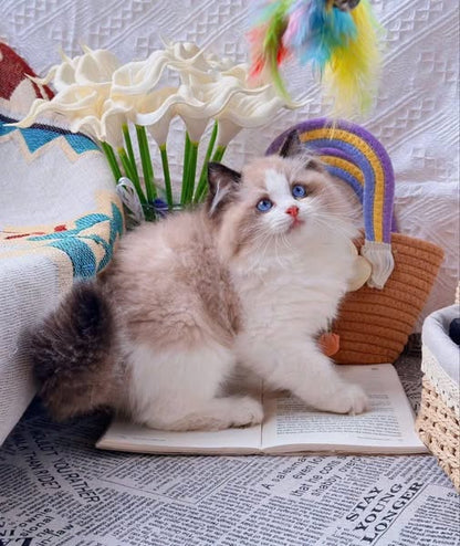 Ragdoll