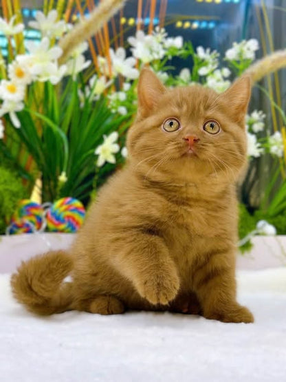 British Shorthair