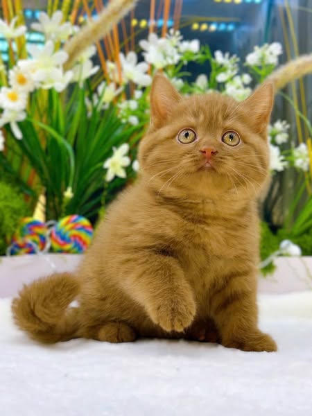 British Shorthair