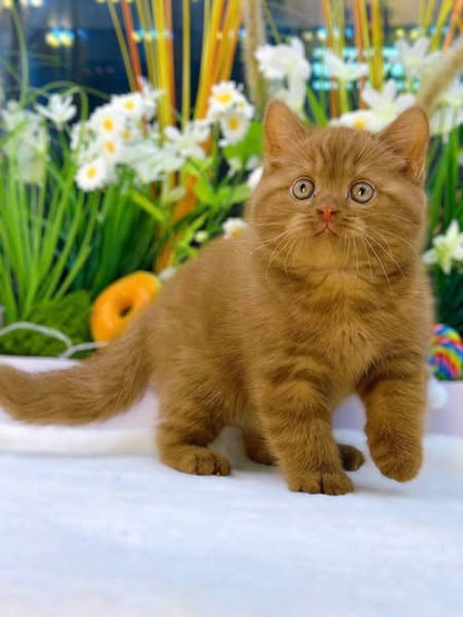 British Shorthair