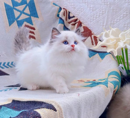 Ragdoll