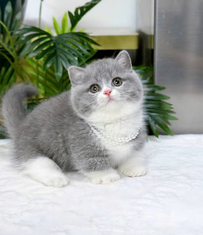 Munchkin