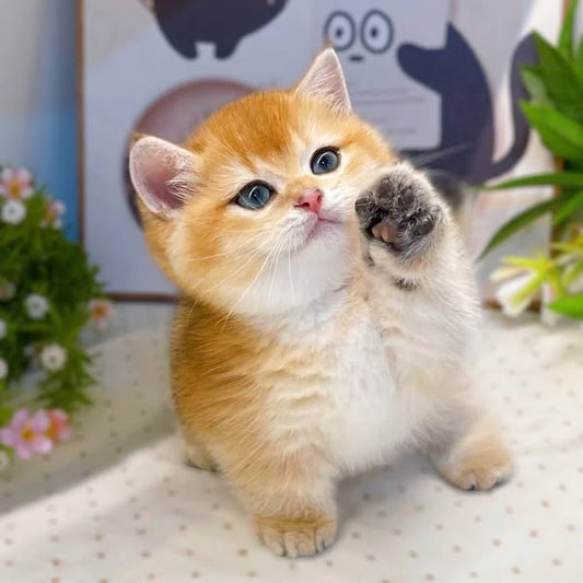 Munchkin