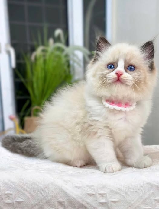 Ragdoll
