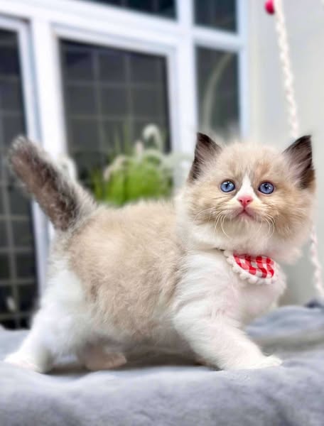 Ragdoll