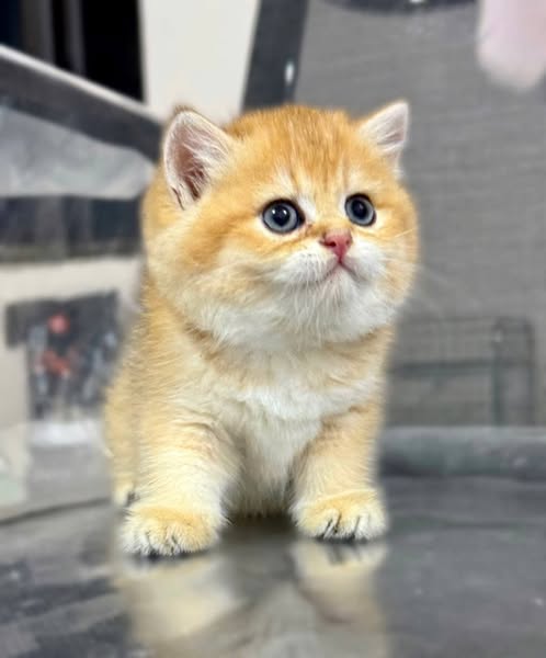 British Shorthair