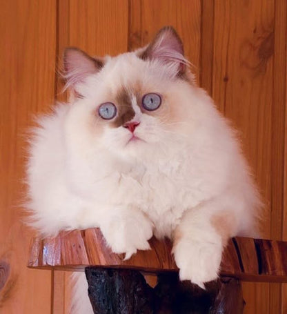 British Longhair