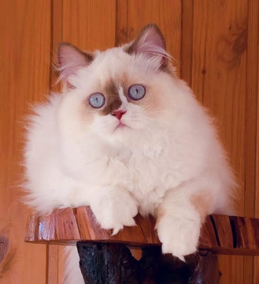 British Longhair