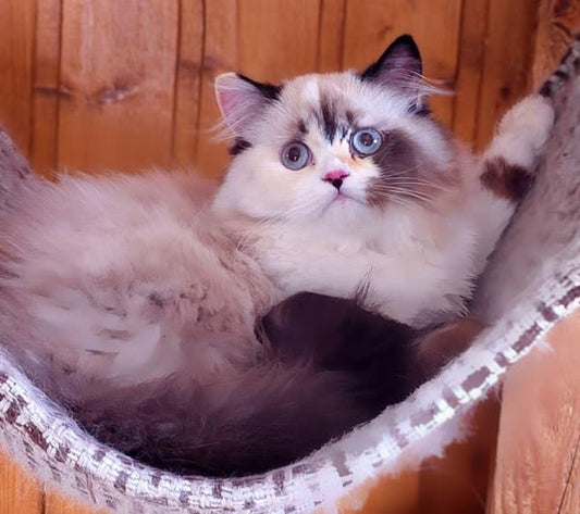 British Longhair