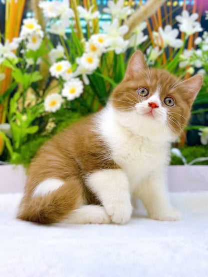 British Shorthair