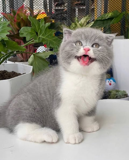 Scottish Fold