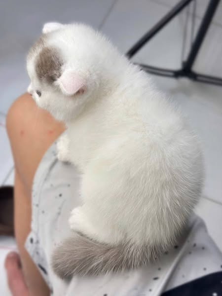 Scottish Fold