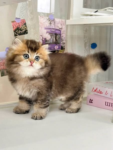 British Longhair