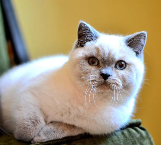 British Shorthair