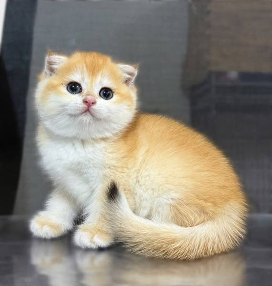 Scottish Fold