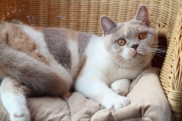 British Shorthair