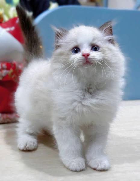 Ragdoll