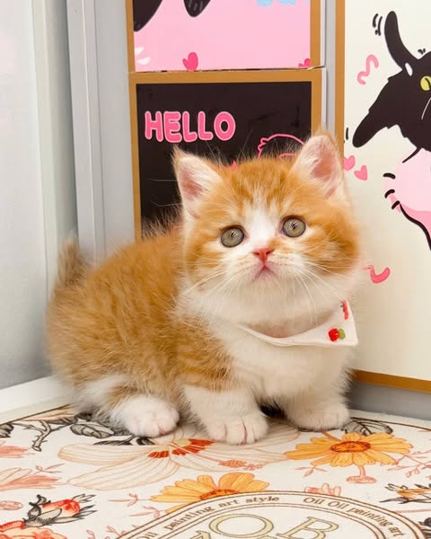 Munchkin