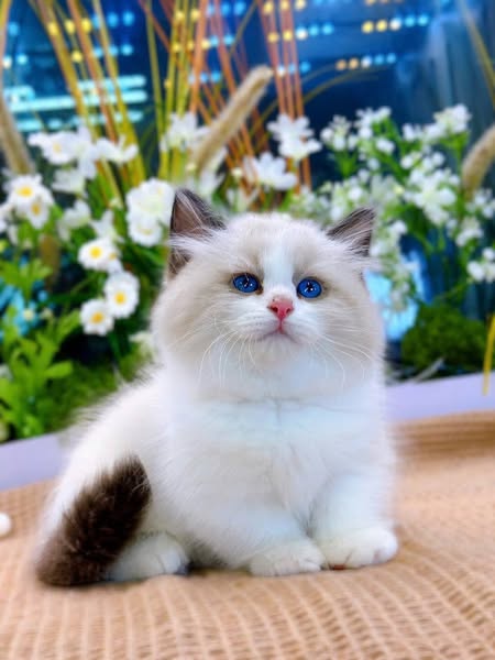 Munchkin Ragdoll