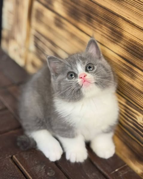 Munchkin