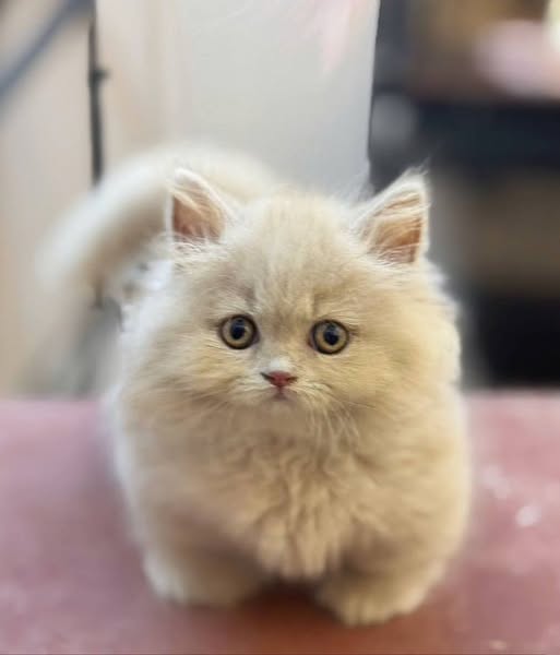 Munchkin Longhair