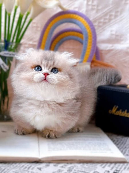 Munchkin Longhair