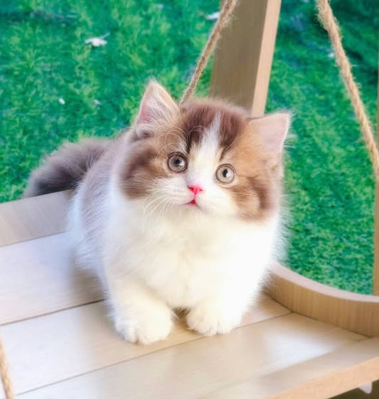 Munchkin Longhair
