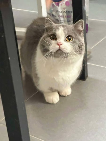 Munchkin