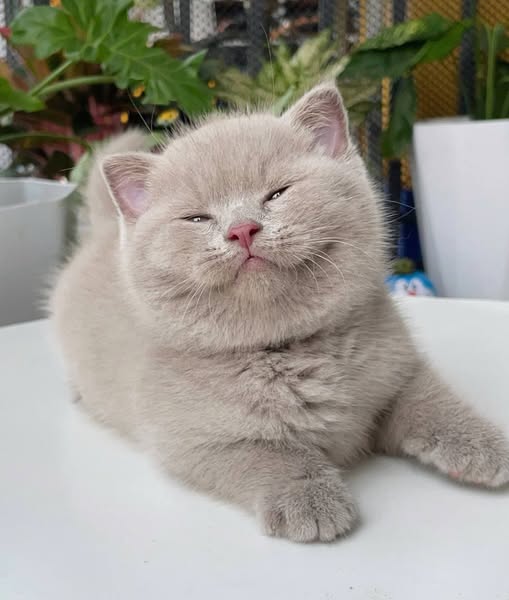 Scottish Fold
