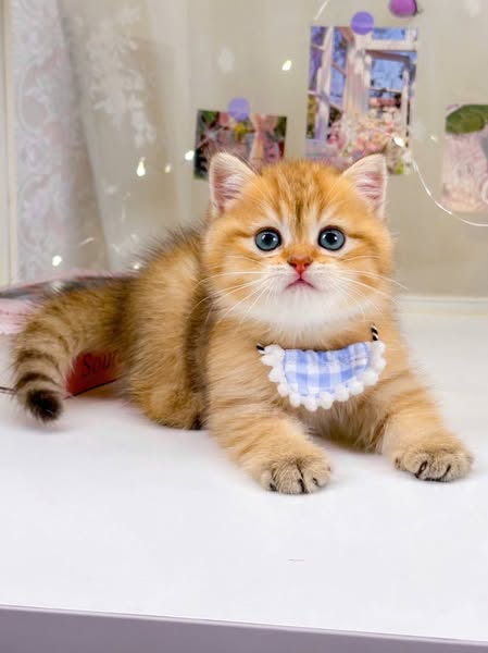British Shorthair