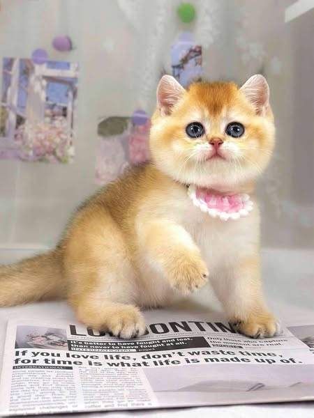 British Shorthair