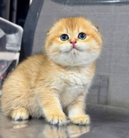 Scottish Fold
