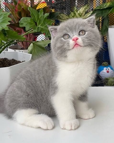 Scottish Fold