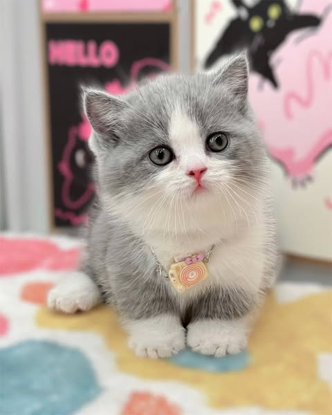Munchkin