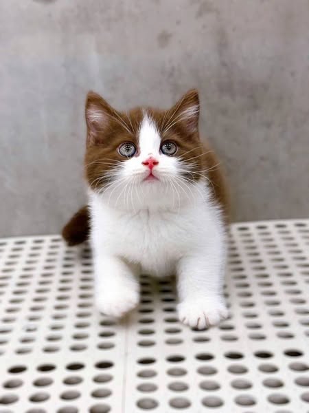Munchkin