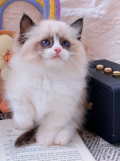 Ragdoll