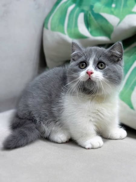 Munchkin