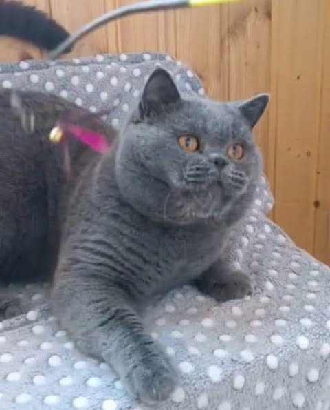 British Shorthair