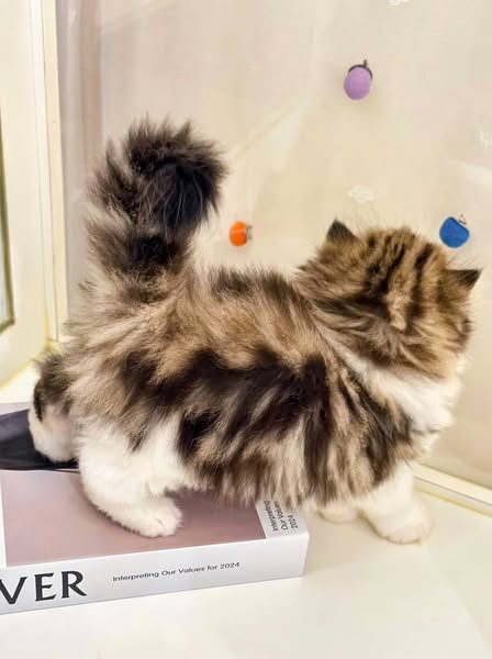 British Longhair