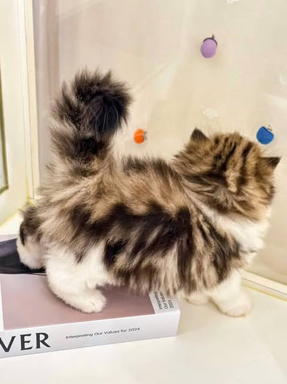 British Longhair