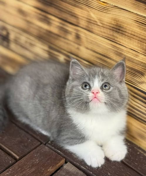 Munchkin