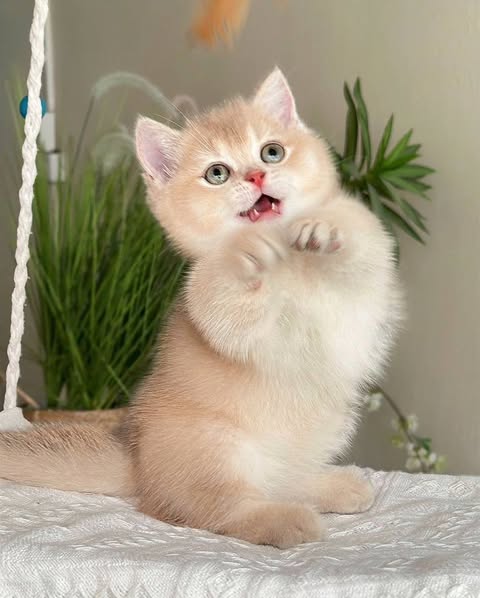 Munchkin