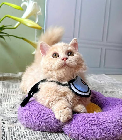 Selkirk Rex Munchkin