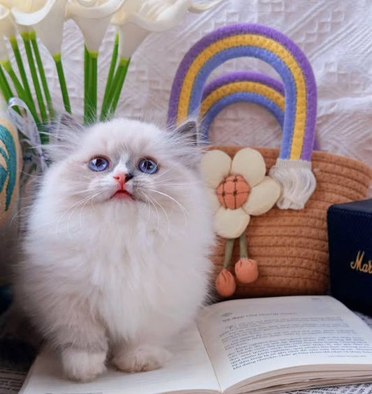 Ragdoll
