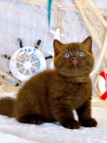 British Shorthair