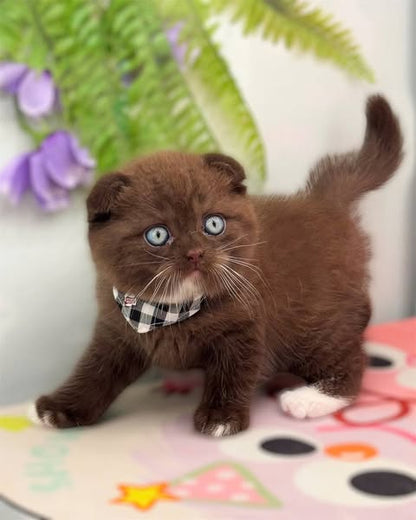 Scottish Fold