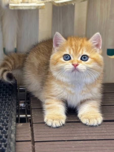 British Shorthair