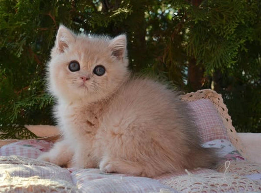 British Shorthair
