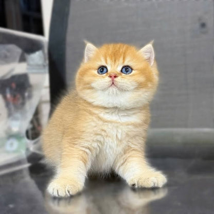 British Shorthair