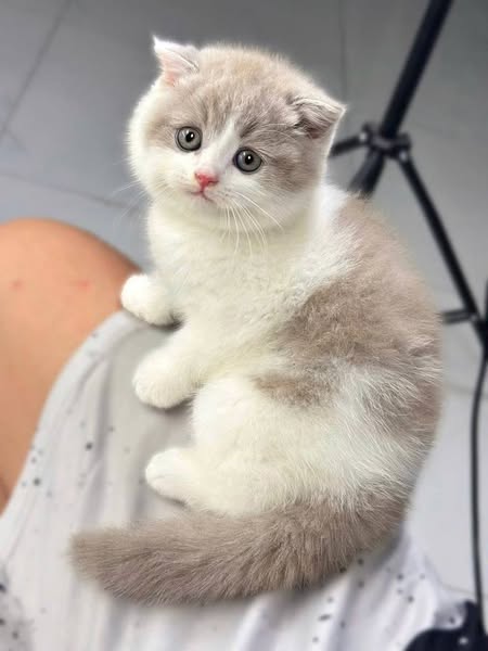Scottish Fold